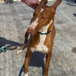Podenco Manuela, 11/2022, ca. 45 cm