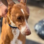 Podenco Manuela, 11/2022, ca. 45 cm