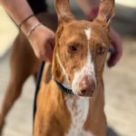 Podenco Manuela, 11/2022, ca. 45 cm
