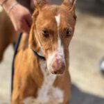 Podenco Manuela, 11/2022, ca. 45 cm