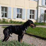 Podenco Mischling Manzana, 10/2024, Endgröße ca. 45 cm, 06258 Schkopau