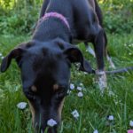 Podenco Mischling Manzana, 10/2024, Endgröße ca. 45 cm, 06258 Schkopau
