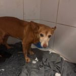 Podenco Maneto Marceli, 01/2013, ca. 35 cm