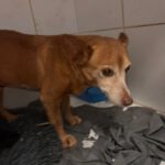 Podenco Maneto Marceli, 01/2013, ca. 35 cm