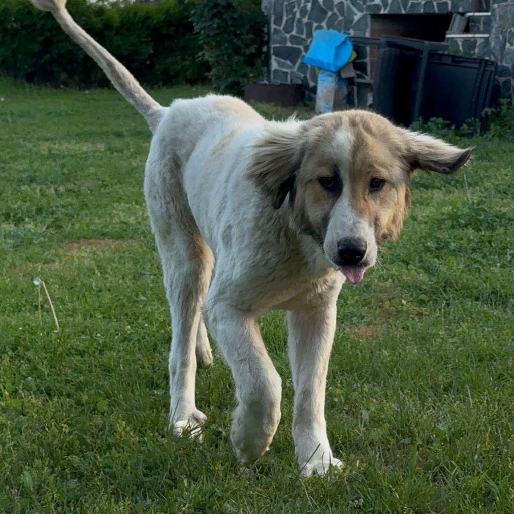 Mischling Marga, 07/2024, Endgröße ca. 65 cm