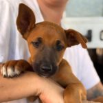 Podenco Malinois Mischling Maurice, 02/2025, Endgröße ca. 50- 55 cm