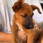 Podenco Malinois Mischling Maurice, 02/2025, Endgröße ca. 50- 55 cm