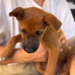 Podenco Malinois Mischling Maurice, 02/2025, Endgröße ca. 50- 55 cm