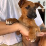 Podenco Malinois Mischling Maurice, 02/2025, Endgröße ca. 50- 55 cm
