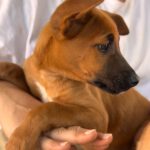 Podenco Malinois Mischling Maurice, 02/2025, Endgröße ca. 50- 55 cm