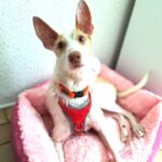 Podenco Max, 03/2023, ca. 45 cm, 415490 Dormagen