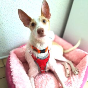 Podenco Max, 03/2023, ca. 45 cm, 415490 Dormagen