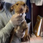 Podenco Maneto May, 09/2021, ca. 35 cm