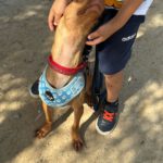 Podenco Maneto May, 09/2021, ca. 35 cm