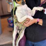 Bodeguero Chihuahua Mischling Megan, 05/2023, ca. 35 cm
