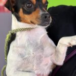 Bodeguero Chihuahua Mischling Megan, 05/2023, ca. 35 cm
