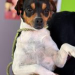 Bodeguero Chihuahua Mischling Megan, 05/2023, ca. 35 cm