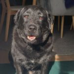 Labrador Mischling Mia, 01/2016, ca. 54 cm, 61352 Bad Homburg