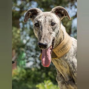 Galgo Milonga, 03/2024, ca. 65 cm