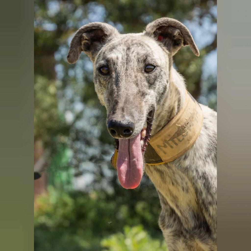 Galgo Milonga, 03/2024, ca. 65 cm