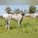 Galgo Milonga, 03/2024, ca. 65 cm