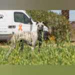 Galgo Milonga, 03/2024, ca. 65 cm