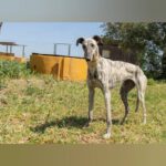 Galgo Milonga, 03/2024, ca. 65 cm