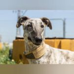 Galgo Milonga, 03/2024, ca. 65 cm