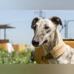 Galgo Milonga, 03/2024, ca. 65 cm