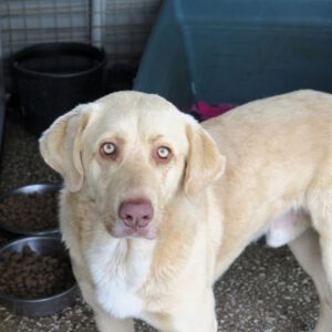 Labrador Mischling Mio, 04/2024, ca. 65 cm