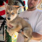 Husky Mischling Mirabel, 01/2025, Endgröße ca. 55 cm
