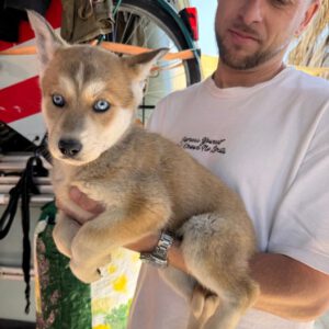 Husky Mischling Mirabel, 01/2025, Endgröße ca. 55 cm
