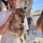 Husky Mischling Mirabel, 01/2025, Endgröße ca. 55 cm