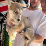 Husky Mischling Mirabel, 01/2025, Endgröße ca. 55 cm