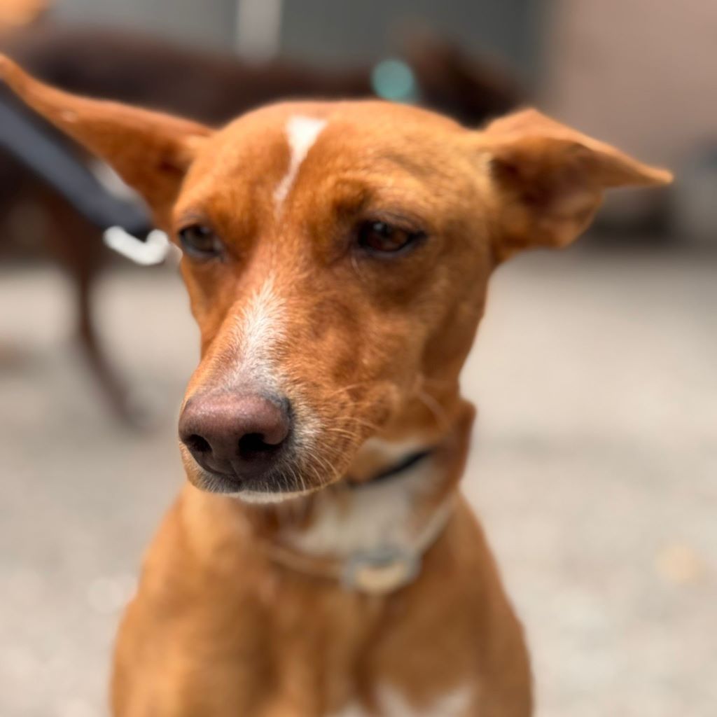 Podenco Missy, 06/2024, ca. 45 cm