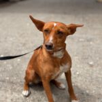 Podenco Missy, 06/2024, ca. 45 cm