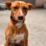 Podenco Missy, 06/2024, ca. 45 cm