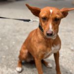 Podenco Missy, 06/2024, ca. 45 cm