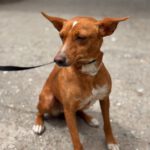 Podenco Missy, 06/2024, ca. 45 cm