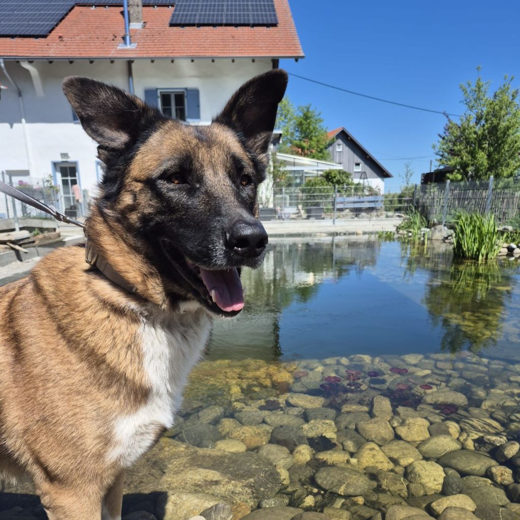 Schäferhund Mischling Nana, 06/2022, ca. 65 cm, 87634 Obergünzburg