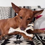 Podenco Nano, 04/2019, ca. 50 cm, 50859 Köln