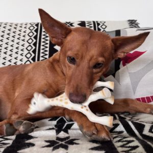 Podenco Nano, 04/2019, ca. 50 cm, 50859 Köln