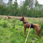 Podenco Nano, 04/2019, ca. 50 cm, 50859 Köln