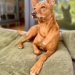 Podenco Nano, 04/2019, ca. 50 cm, 50859 Köln
