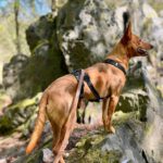 Podenco Nano, 04/2019, ca. 50 cm, 50859 Köln