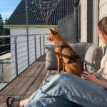 Podenco Nano, 04/2019, ca. 50 cm, 50859 Köln