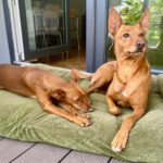 Podenco Nano, 04/2019, ca. 50 cm, 50859 Köln