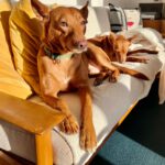 Podenco Nano, 04/2019, ca. 50 cm, 50859 Köln