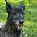 Malinois Galgo Mischling Nata, ca. 06/2018, ca. 65 cm,35329 Gemünden Felda