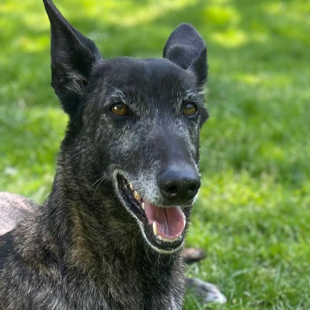 Malinois Galgo Mischling Nata, ca. 06/2018, ca. 65 cm,35329 Gemünden Felda